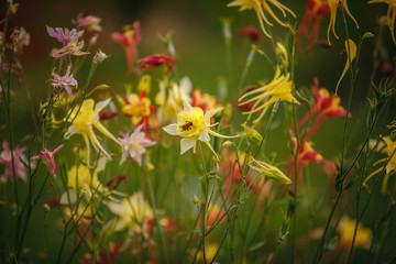 red flowers in the garden