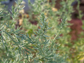 Wermutkraut Artemisia absinthium Heilpflanze im Garten