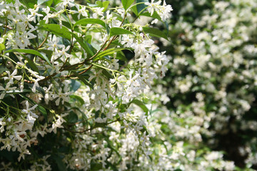 White climber star Jasmin  with many white flowers in the garden. Trachelospermum jasminoides in bloom