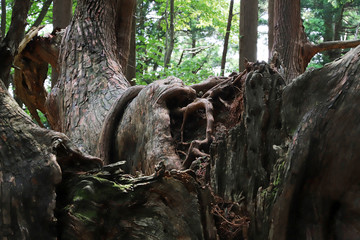 【山形県 日本の観光名所】幻想の森 ウラ杉