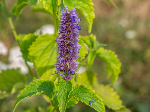 Anis-Duftnessel Agastache foeniculum Heilpflanze in der Bl&uuml;tezeit