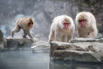 Japanese Macaque monkey family playing by the hot spring in the Jigokudani (means Hell Valley) snow monkey park in Nagano Japan