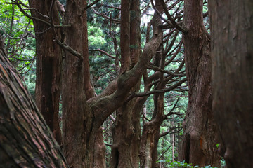 【山形県 日本の観光名所】幻想の森 ウラ杉