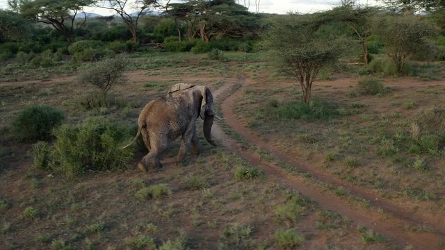 Large bull Elephant walks across Buffalo Springs reserve Kenya, throws up dusk