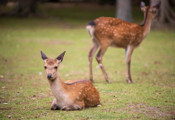 Naklejka na ściany i meble Young spotted brown deer sitting on green grass