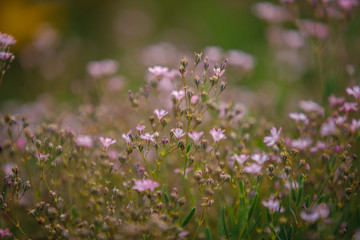 flowers in the garden