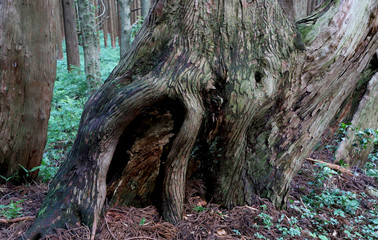 【山形県 日本の観光名所】幻想の森 ウラ杉