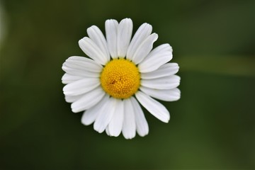 Obraz premium daisy on green background
