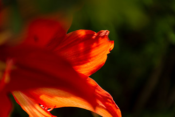closeup of red flower. Red amaryllis with backlight. Petals with contrast.