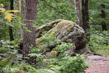 Felsen Elbsandsteingebirge sächsische Schweiz