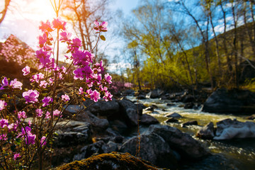 Small stormy river with flowering purple rhododendron bushes on the shore on spring day in the mountains. Water shimmers in the sun, light plays in young foliage. Awakening of nature, first flowers. © exebiche