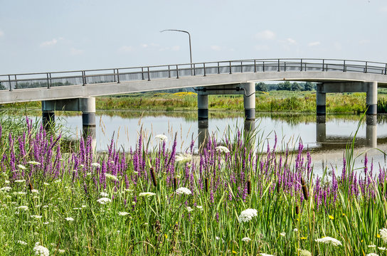 Purple loosetrife, grasses and other vegetation at the bank of a creek in the Noordwaard section of Biesbosch national park  in the Netherlands with a concrete pedestrian bridge in the background