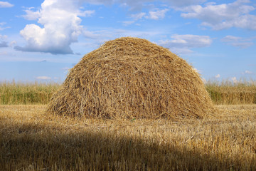 A large pile of rye hay in the middle of a mown field, against the sky.