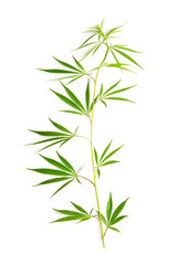 Marijuana cannabis leaves