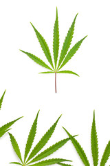 Marijuana cannabis leaves