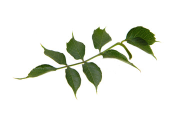 green leaf isolated on white background