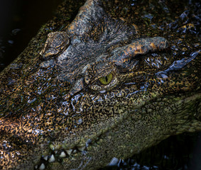 Close-up of crocodile head floating in water.