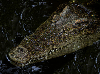 Close-up of crocodile head floating in water.