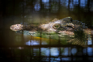 Fototapeta premium Close-up of crocodile head floating in water.