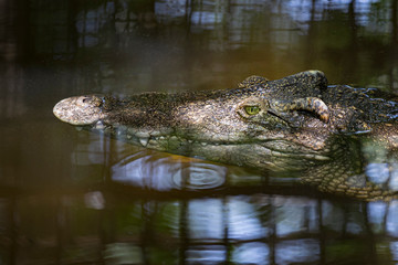 Close-up of crocodile head floating in water.