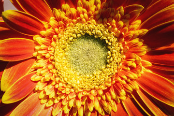 Blooming flower head of gerbera close up abstract background.