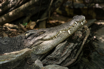 Close-up of crocodile head.
