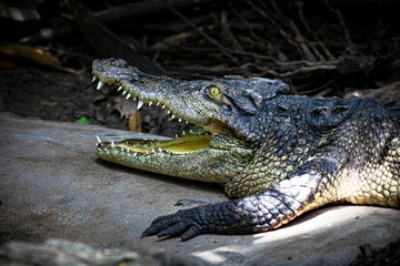 Close-up of asian crocodile's head.
