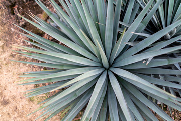 Giant yucca tree close-up photo for trendy wallpaper.