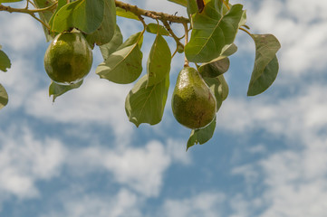 Organic avocado hanging in a tree, Todos Santos, Baja California Sur. Mexico