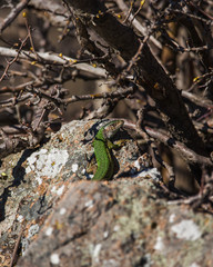 The European green lizard is a large lizard distributed across European midlatitudes from Slovenia and eastern Austria to as far east as the Black Sea coasts of Ukraine and Turkey.