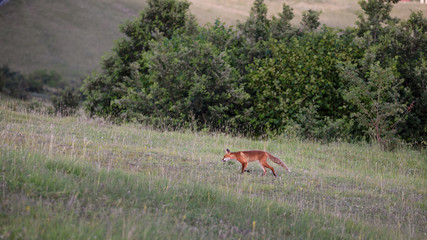 The red fox (Vulpes vulpes) is the largest of the true foxes and one of the most widely distributed members of the order Carnivora.