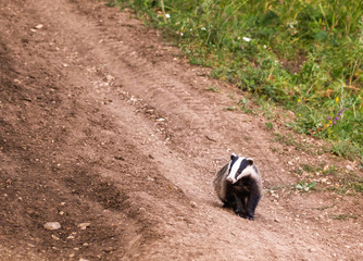 The European badger (Meles meles)[2] also known as the Eurasian badger or simply badger, is a species of badger in the family Mustelidae and is native to almost all of Europe and some parts of West © andrei
