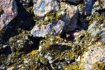 Old gray crushed stones surface with yellow moss, grunge texture background