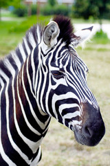 Fototapeta na wymiar Portrait of a zebra with beautiful. Muzzle close up.