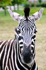 Portrait of a zebra with beautiful. Muzzle close up.