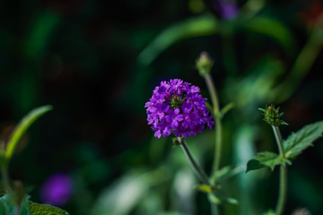 Purple wildflowers, morning light, bright colors, close-up