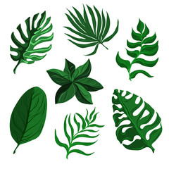 Various shapes of green leaves of trees and plants. Elements for eco and bio logos. Set tropical Leaves. Picture for personal project, background, invitation, wallpaper and many more.