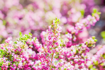 Obraz premium Wild flowers, rose color, morning light, bright colors Close-up.