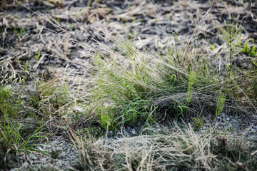 Natur Feld Landschaft im Sommer
