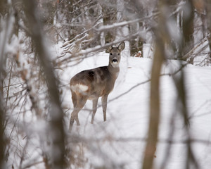 The European roe deer (Capreolus capreolus), also known as the western roe deer, chevreuil, or simply roe deer or roe, is a species of deer. The male is sometimes referred to as a roebuck.