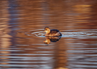 Little grebe, Tachybaptus ruficollis