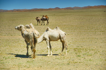 Female camel and her calf below