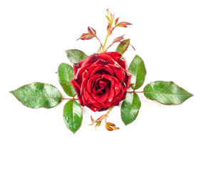 Red rose isolated on white background