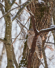 Ural owl