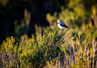 White fronted chat perched on a branch on Phillip Island in Australia