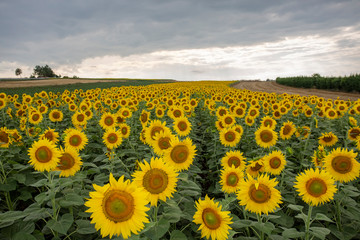 Fototapeta premium sunflower field flower sky yellow summer agriculture 