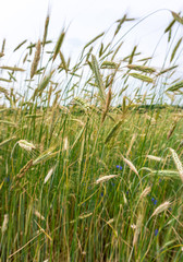 Beautiful, summer ears of rye in a field in Poland. Nature concept, wallpaper and grain, rye texture.