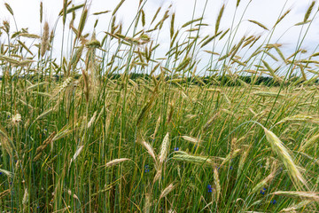 Beautiful, summer ears of rye in a field in Poland. Nature concept, wallpaper and grain, rye texture.