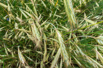 Beautiful, summer ears of rye in a field in Poland. Nature concept, wallpaper and grain, rye texture.