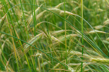 Beautiful, summer ears of rye in a field in Poland. Nature concept, wallpaper and grain, rye texture.